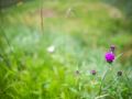 wild vegitable 2023 05 14