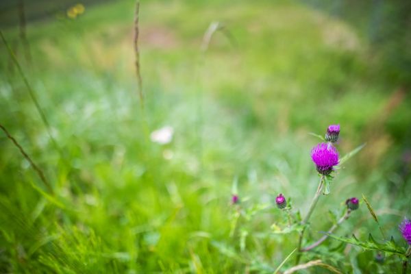 wild vegitable 2023 05 14