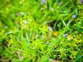 wild vegitable 2023 05