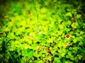 wild vegitable23 05 14