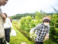 wild vegitable 2023 05 14