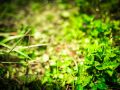 wild vegitable 2023 05 14