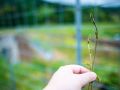 wild vegitable 2023 05 14