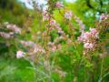 wild vegitable 2023 05 14