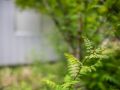 wild vegitable 2023 05 14