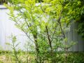 wild vegitable 2023 05 14