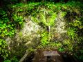wild vegitable 2023 05 14