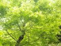 wild vegitable 2023 05 14