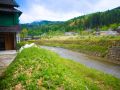 wild vegitable 2023 05 14