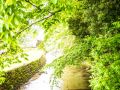 wild vegitable 2023 05 14