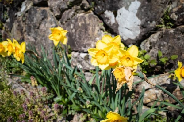 sansai flower 1