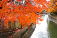 [First project] Autumn Leaves Stroll along the Yamashina Sosui Canal